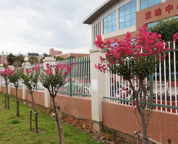 深聯(lián)軟板廠的紫薇花開得正美，等你來